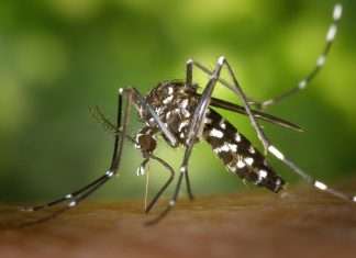Dengue Fever Symptoms: What is it and How to Prevent It dengue fever symptoms