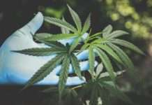 10 Reasons CBD Is Important to Human Health CBD Is Important