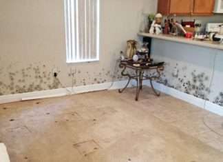 Surprising Facts About Mold in the Home Facts About Mold