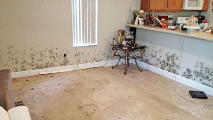 Facts About Mold