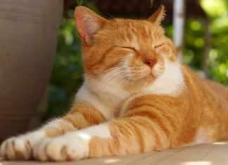 Dangerous Foods for Cats Dangerous Foods for Cats