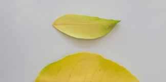 lemon tree yellow leaves