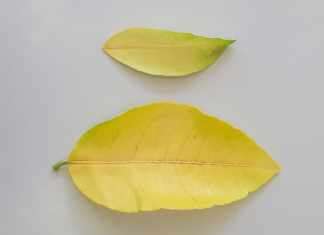 What should you know about lemon tree yellow leaves? lemon tree yellow leaves