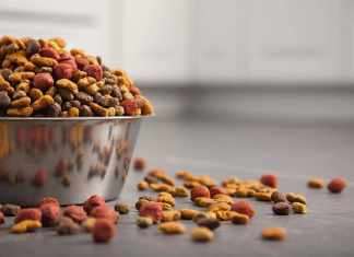 The Best Dog Food Brand And How To Choose One! dog food brand