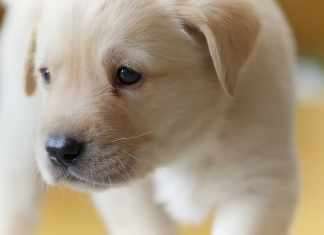 Which Are The Most Friendly Dog Breeds? most friendly dog breeds