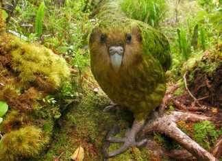 Rare Animals in World and Where to See Them Rare Animals in World