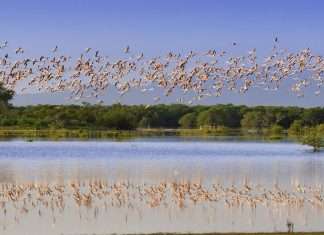 Behavioral Adaptations Examples You Didn’t Know Behavioral Adaptations Examples