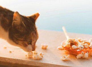 Can Cats Eat Honey Can Cats Eat Honey
