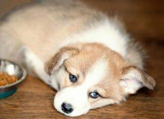 How Long Can A Dog Go Without Eating How Long Can A Dog Go Without Eating