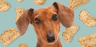 Can Dogs Have Bread