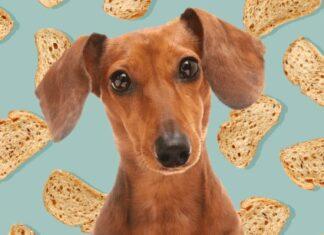 Can Dogs Have Bread Can Dogs Have Bread