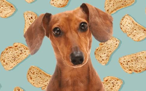 Can Dogs Have Bread