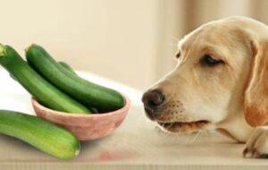 Can Dogs Have Zucchini