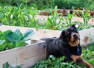 Can Dogs Have Zucchini Can Dogs Have Zucchini
