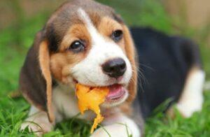 Can Dogs Have Papaya