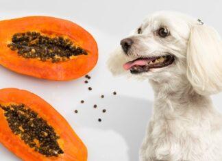 Can Dogs Have Papaya Can Dogs Have Papaya