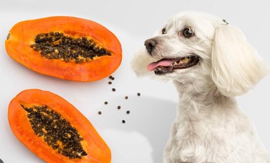 Can Dogs Have Papaya