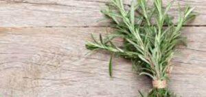 Can Dogs Have Rosemary