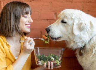 Can Dogs Have Rosemary Can Dogs Have Rosemary
