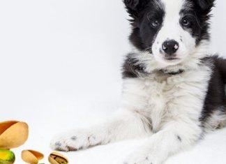 Can A Pistachio Kill A Dog Can A Pistachio Kill A Dog