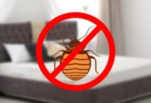 How to Prepare for a Bed Bug Heat Treatment