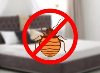 How to Prepare for a Bed Bug Heat Treatment